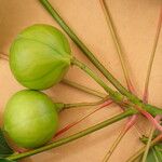 Vernicia fordii Fruit