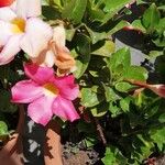 Mandevilla splendens Цветок