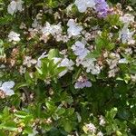 Brunfelsia uniflora Leht