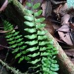 Asplenium cirrhatum Folha