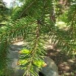 Picea abiesপাতা