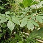 Amorphophallus titanum Blad