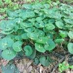 Asarum caudatum Yaprak