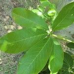 Tabebuia rosea Leaf