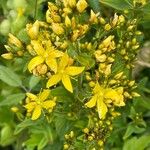 Hypericum hirsutum 花