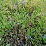 Myosotis arvensis Fleur