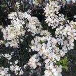 Prunus americana Flors
