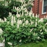 Aesculus parviflora Συνήθη χαρακτηριστικά