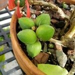 Dermatobotrys saundersii 果實