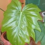 Philodendron giganteum Hoja