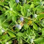 Eryngium prostratum फूल