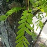 Gleditsia triacanthosBlatt