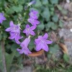 Campanula portenschlagianaᱵᱟᱦᱟ