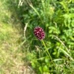 Sanguisorba officinalis Flower