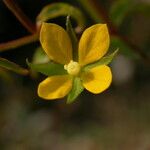 Ludwigia hyssopifolia Habit