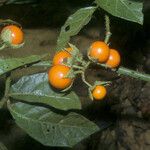 Solanum leucopogon Fruto