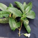 Amphitecna isthmica Nyingine