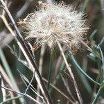 Porophyllum gracile Fruit