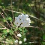 Spiraea cantoniensis Λουλούδι