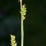 Carex globularis autre