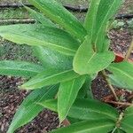 Alpinia officinarum Leaf