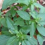 Mercurialis annua Habit