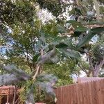 Quercus fusiformis Hoja