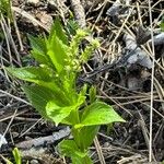 Mercurialis perennis Fleur