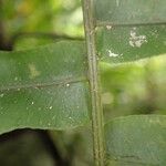 Lomariopsis hederacea Leaf