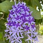 Petrea volubilis Blatt