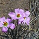 Marcus-kochia littorea Flower