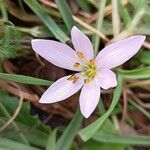 Colchicum cupanii Flor