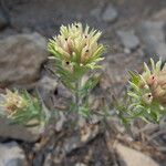 Castilleja nana موطن