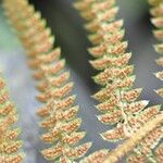 Polystichum setiferumBlad