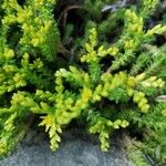 Sedum sexangulare Çiçek