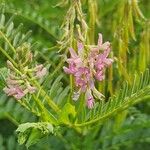 Astragalus atropilosulus Flor