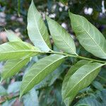 Cestrum parqui Leaf