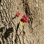 Syzygium paniculatum Casca