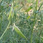 Vicia monantha Gyümölcs