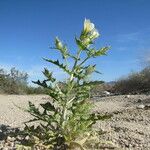 Mentzelia involucrata Habit