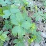 Hacquetia epipactis Hoja