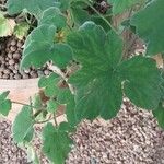 Pelargonium tomentosum Blatt