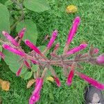 Salvia involucrata Flower