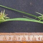 Cyperus tenuis Іншае