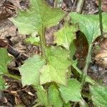 Lactuca muralis Leaf