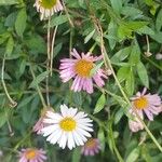 Erigeron karvinskianus Floro