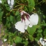 Impatiens tinctoria Цвят