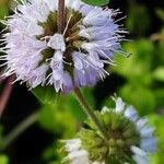 Mentha pulegium Flower