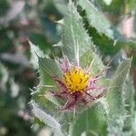 Centaurea benedicta Blomma