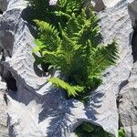 Dryopteris villariiLeaf